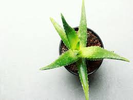 Nov 06, 2020 · how long can you keep aloe vera leaf? How To Make Aloe Vera Gel At Home In 5 Minutes The Times Of India