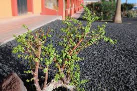 Image result for Grona afra