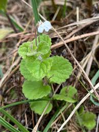 Image result for Diclis