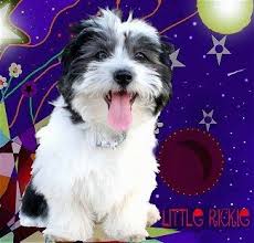 Black And White Havanese Puppy A Composited Image Of A Black And White Havanese Puppy Has Been Placed On A Funky Background With A Lot Of Lines And Dog Breeds Pictures Havanese Dogs Havanese