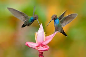 We did not find results for: How To Attract Hummingbirds And Butterflies To Your Garden The Handyman S Daughter