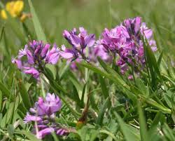 Image result for Polygala capillaris