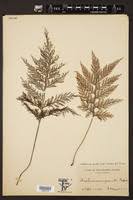 Image result for Crepidomanes chevalieri