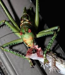Maybe you would like to learn more about one of these? Red Eyed Devil Eats Gecko What S That Bug