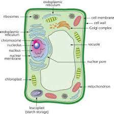 Maybe you would like to learn more about one of these? How To Draw A Plant Cell Animal Cell Project Plant Cell Drawing Plant And Animal Cells