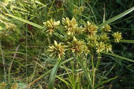 Image result for Eragrostis turgida