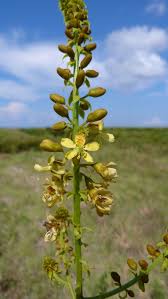 Image result for Guilandina bonduc