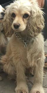 Kayip Kopek Turkiye On Twitter Adana Yuregir 4 5 Yasinda Disi Amerikan Cocker Spaniel Kuki Kayip Iletisim 05546980866 Https T Co Zxwokiusaa