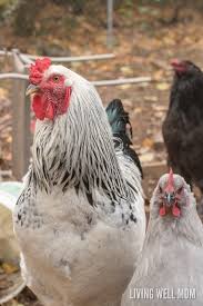 This may seem like a ridiculous statement; How To Tell Hens And Roosters Apart What S The Difference
