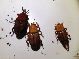 Image result for Rhynchosia ferruginea