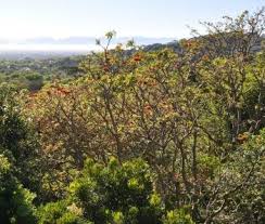 Image result for Erythrina afra