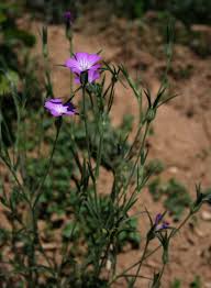 Image result for Agrostemma