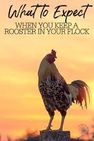 French roosters now crow with the law behind them january 24, 2021 crow french law roosters paris — the crow of a rooster and the ringing of a church bell at dawn. What To Expect When You Keep A Rooster In Your Flock A Chick And Her Garden