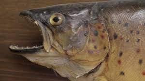 Restoring A Brown Trout Skin Mount Fish Taxidermy Restoration Youtube
