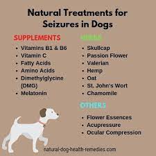 Home Treatments For Canine Seizures News About Wonderful Dogs In All Parts Of The World Epilepsy In Dogs Dog Seizures Dog Health