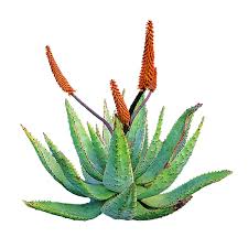 Tokeo la picha la aloe