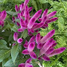 Image result for Celosia elegantissima