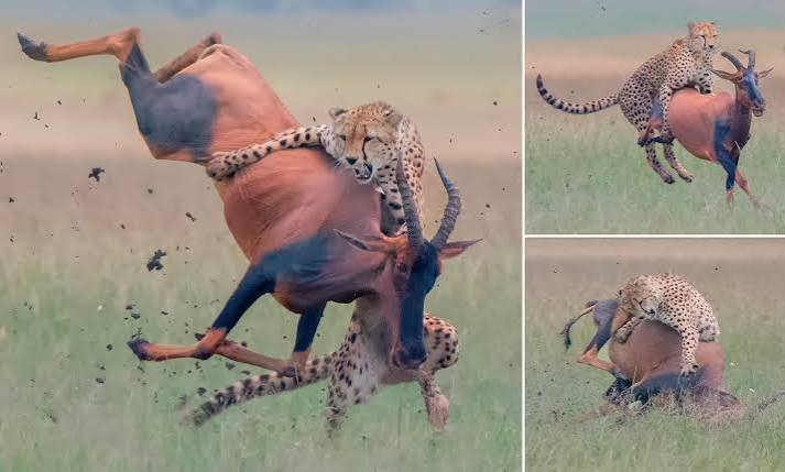 Antelope is brought down and killed by cheetah after being stalked through long grass in Kenya | Daily Mail Online