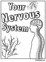Pin On Human Body Unit Study