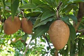 This tropical fruit is not well known in north america, but it is a very popular tree especially in the caribbean. How To Grow Sapodilla Aka Chico Fruit Plant Instructions