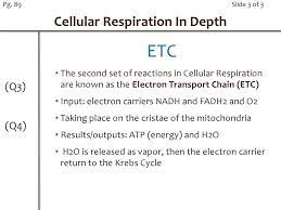 Nb Set Up Cellular Resperation In Depth In Depth Drawings Eq Wu Ppt Download
