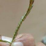 Image result for Acrachne