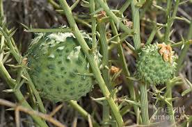 Image result for Acanthosicyos