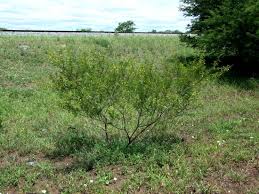 Image result for Acacia borleae