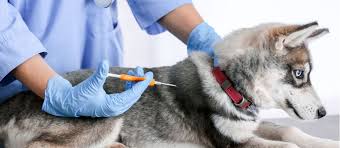 Check spelling or type a new query. Check Your Pet S Chip Petplace