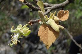 Image result for Eriolaena rulkensii