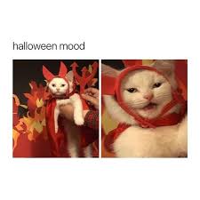 Every Day Is Halloween Funny Halloween Memes Halloween Memes Halloween Funny