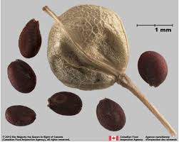 Image result for Cheirostylis lepida