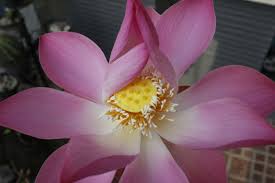 Pin Oleh Evy Lorini Danny Di My Flower Dengan Gambar