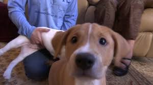 Puppy bowl xvii brings teams ruff and fluff back for super bowl sunday. North Carolina Animal Rescues Asking For New Foster Families Abc11 Raleigh Durham