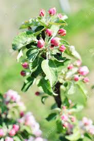 Single flowers carry five petals, but double flowered varieties abound. Small Apple Tree Brunch With Pink Red White Flowers And Buds In Blossom Springtime Concept Stock Photo Picture And Royalty Free Image Image 75647257