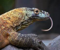 Komodo Dragon San Diego Zoo Kids In 2021 Komodo Dragon Komodo Wild Animal Wallpaper