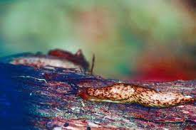 Slugs are one of the most damaging pests in the garden. Does Sevin Dust Work On Slugs