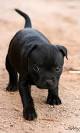 Staffordshire Bull Terrier Dog Breed Profile | Petfinder