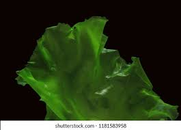 Image result for Ulva rigida