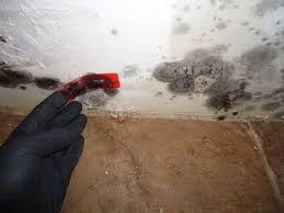 The mold armor kit includes a test swab, petri dish, and a bottle of mold growth medium. Are Home Mold Test Kits Reliable