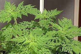 Ragweed vermehrt sich pollenallergiker haben heuer schwer zu kämpfen. Allergien Ragweed Bluht Bis Herbst Noe Orf At