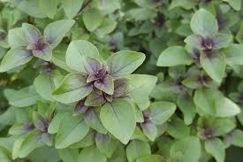Image result for Ocimum basilicum