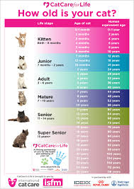 Cat age chart and calculator. How To Tell Your Cat S Age In Human Years International Cat Care