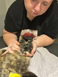 Bonjour! J'ai toujours eu des chats toute ma vie. En 2013, j'ai eu le  diagnostic que j'étais allergique aux chats...moi qui pensait etre  allergique aux foins! J'avais un chat a ce moment