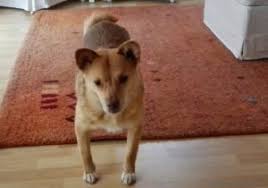 Auf dieser seite steht ihnen ein muster vordruck zum schutzvertrag hund kostenlos zum download bereit. Ein Hund Aus Dem Ausland Das Solltest Du Wissen Dein Weg Mit Hund