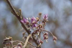 Image result for Philenoptera nelsii