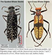 Blister beetles secrete a chemical cantharidin which causes blisters on human skin. Blister Beetle Basics