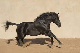 And horse breeds, like other domestic animals, have their own personalities and challenges. 14 African Horse Breeds With Pictures Pet Keen