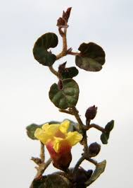 Image result for Merremia emarginata