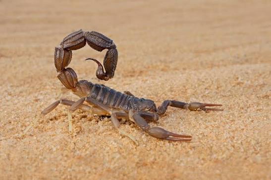 What Does a Scorpion Look Like - Terminix